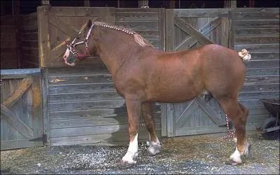 What breed of horse is this?