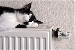 My cat often ... on the radiator when it is cold outside.