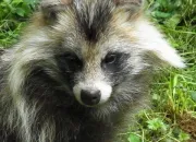 Quiz A la découverte des animaux (2)
