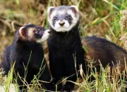 Quiz À la découverte des animaux (3)