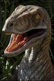 What bird is native to Australia and is a distant relative to the velociraptor?