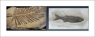 What did the plants and animals look like?