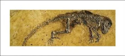 Why didn't these plants and animals rot away when they die?