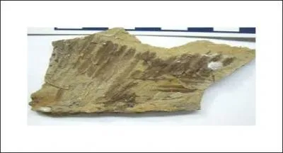 Why are fossil fuels found buried in rocks?