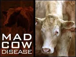 How does a human get this disease if it comes from a cow?