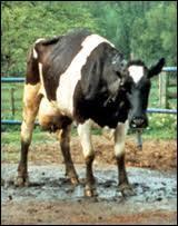 What is Mad Cow disease?