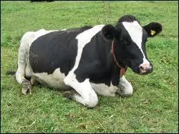 What type of meat would give you this disease?