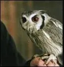 What's the name of Ron's owl (shortened)?