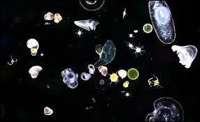 What is the word for tiny organisms that float in the water?