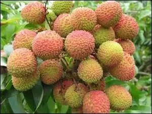 Look at the picture, what is it?