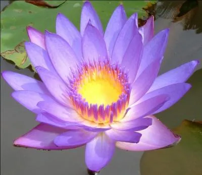 What does the Lotus symbol stand for?