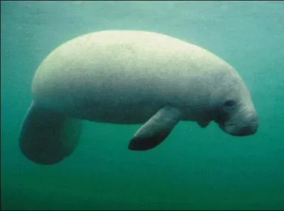 The ancient navigators confused me with this animal! 