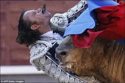 Surely, this bull will give you ideas, but be careful, don't always trust appearances!