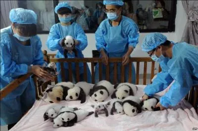 It is a very protective organization!