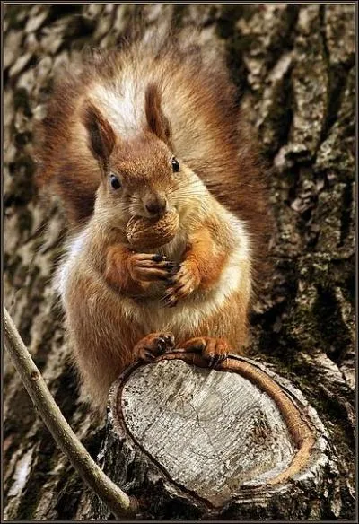 This French institution has chosen this animal as its logo !