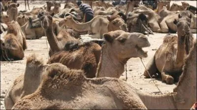 If you do not find the answer, you will cough! 