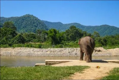 This animal was adopted as a logo by a major American political party!