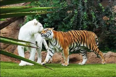 It seems that putting one in your engine had only advantages!