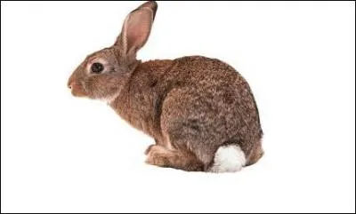 What is the name of the animal show below ?