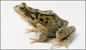 What is the name of the animal show below ?