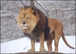 What is the name of the animal show below ?