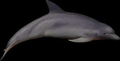 How do you spell the name of the animal show below ?