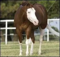 What two markings does this horse have?