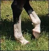 What horse marking does the picture show?