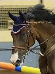 What marking does this horse have?