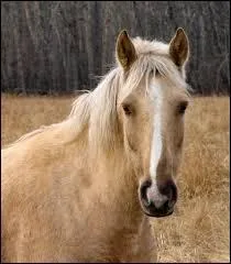 What Marking does this horse have?