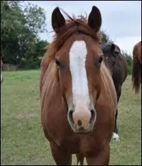 What marking does this horse have?
