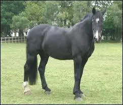 What marking does this horse NOT have?