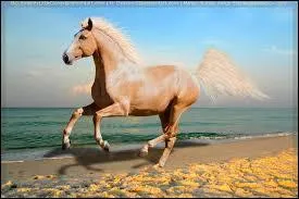 What is the color of this horse?