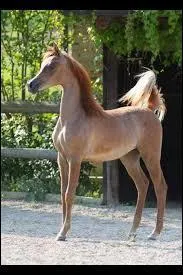 What is the color of this horse?