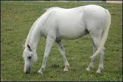 What is the color of this horse?