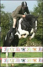 What is the color of this horse?