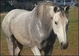 What is the color of this horse?