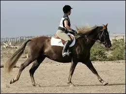 What is the color of this horse?