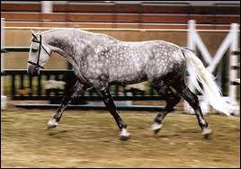 What is the color of this horse?