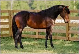 What is the color of this horse?