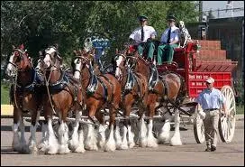 What color are the budweiser clydesdales?