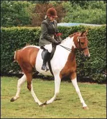 What is the color of this horse?