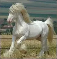 What is the color of this horse?
