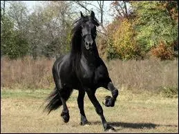 What is the color of this horse?