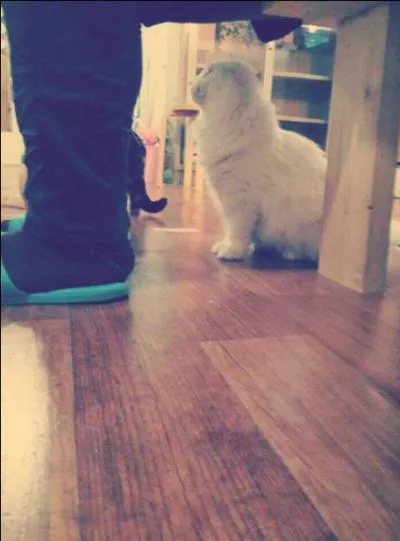 If I see a dying animal on side of road, I would...