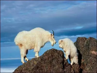 Thanks to their cloven ... mountain goats are amazing climbers.