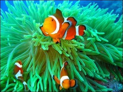 What animals can you find around coral ... ? Butterflyfish, parrotfish, clownfish, anemones and so on.