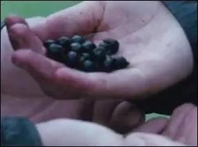 What is the name of the berries that killed Foxface?