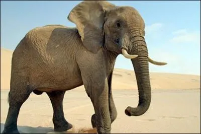 Bart had an elephant as a pet.