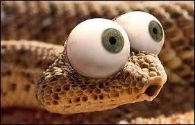 It's illegal to walk down a sidewalk and knock a snakes head off with your cane.